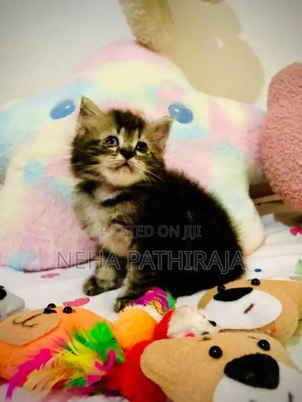 Persian Kitten
