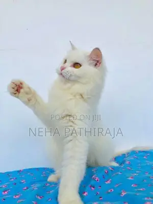 Persian Cat