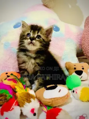 Persian Kitten