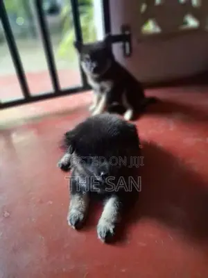Lion Pomeranian Puppy