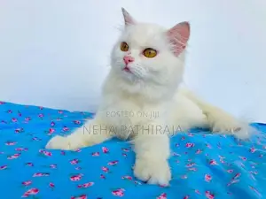 Persian Cat