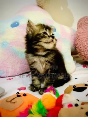 Persian Kitten