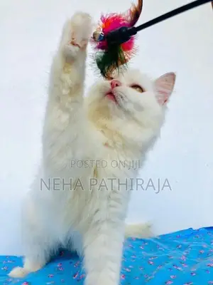 Persian Cat