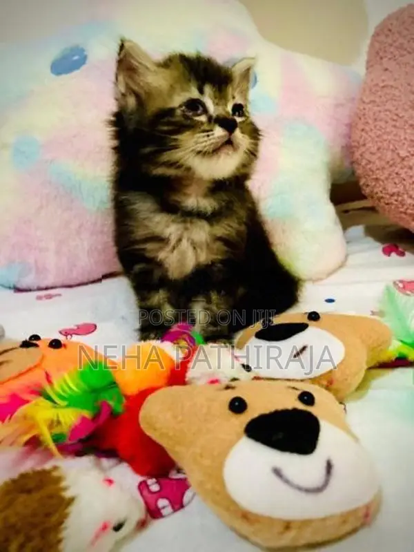 Persian Kitten