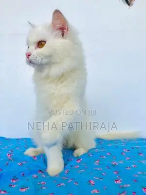 Persian Cat
