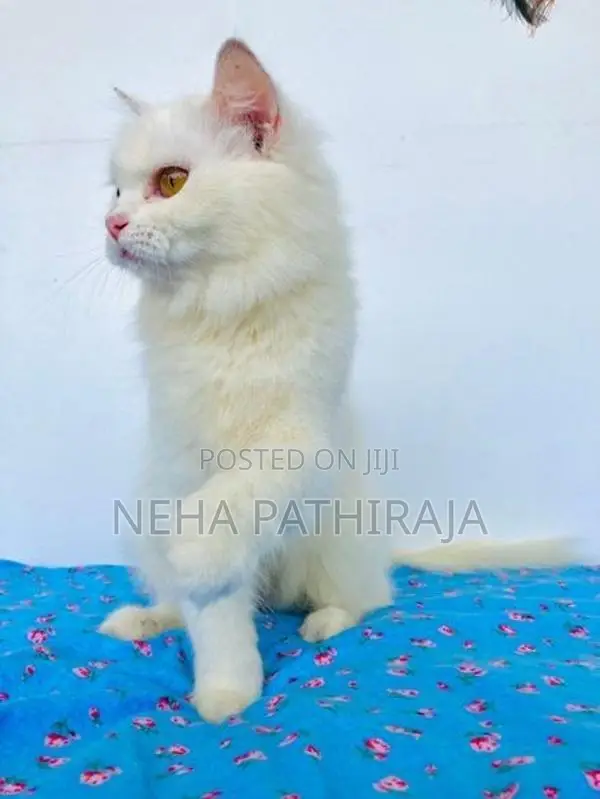 Persian Cat