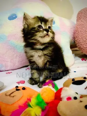 Persian Kitten