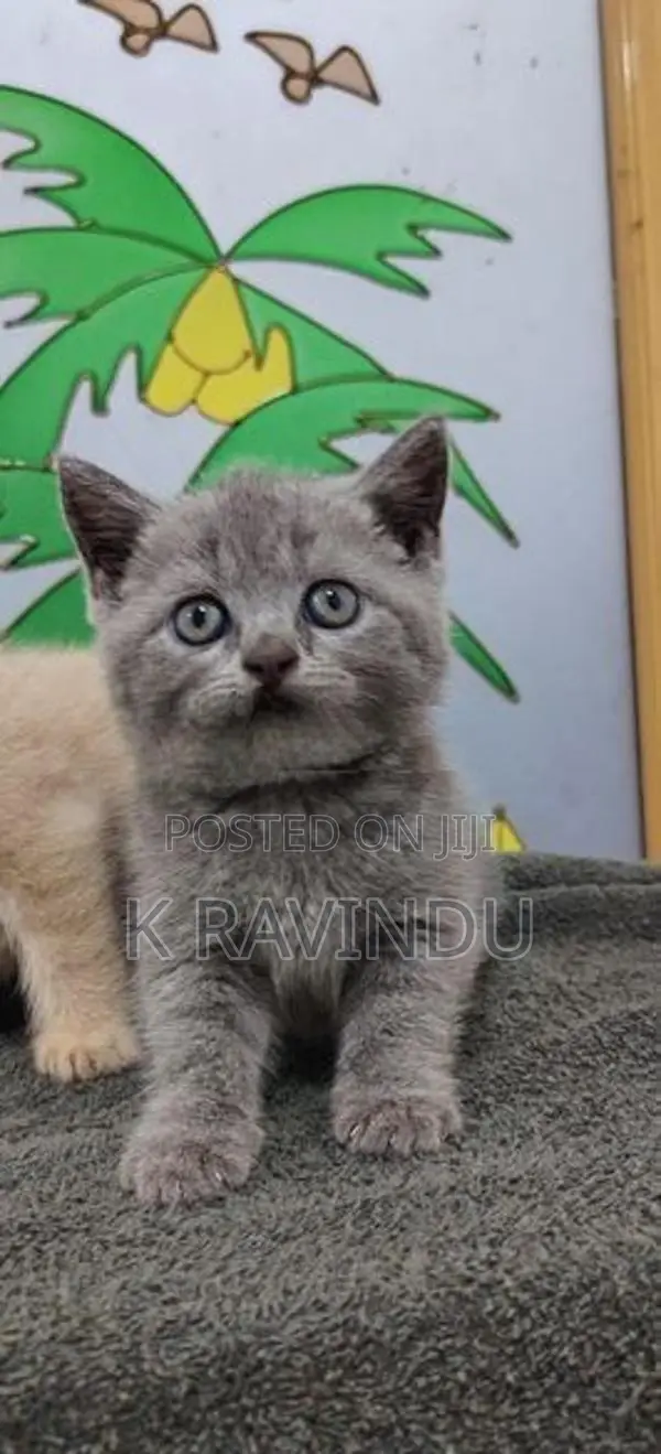 British Short Hair Kitten