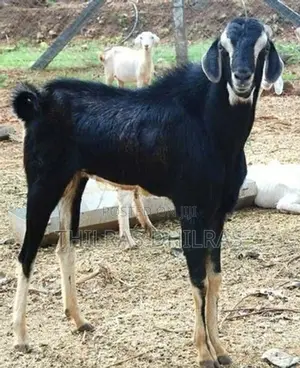 Live Goat