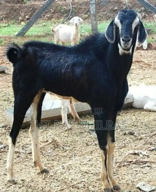 Live Goat