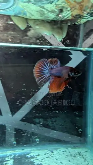 Betta Fish
