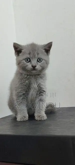 British Short Hair Kitten