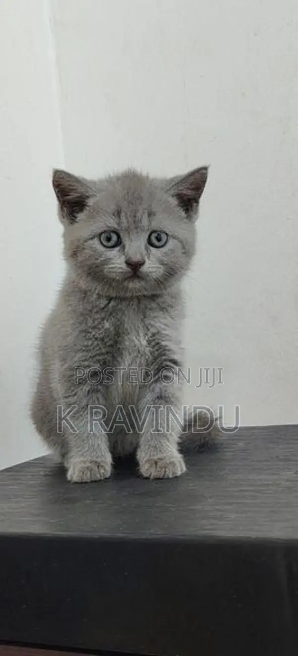 British Short Hair Kitten
