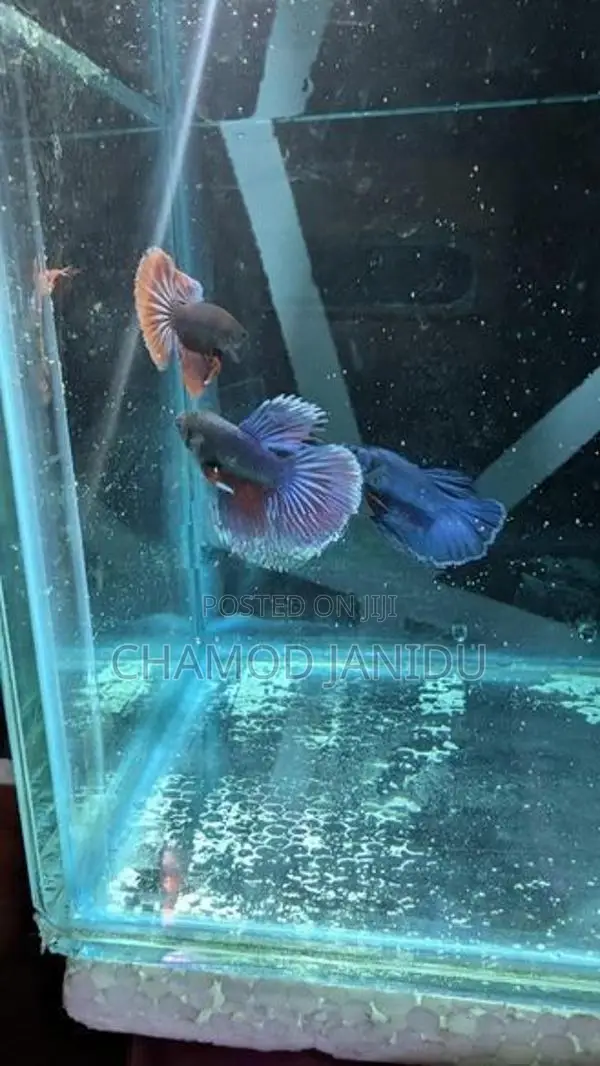 Betta Fish