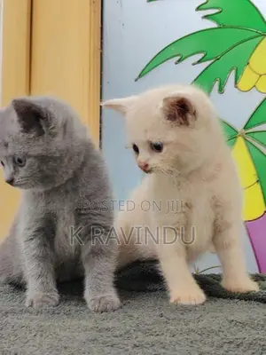 British Short Hair Kitten