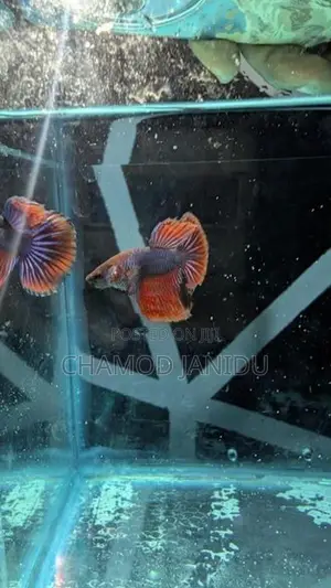 Betta Fish