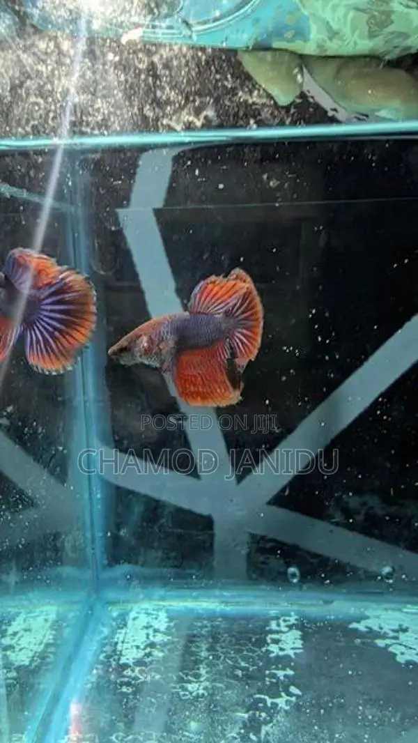 Betta Fish
