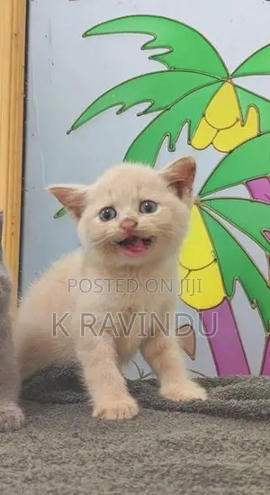 British Short Hair Kitten