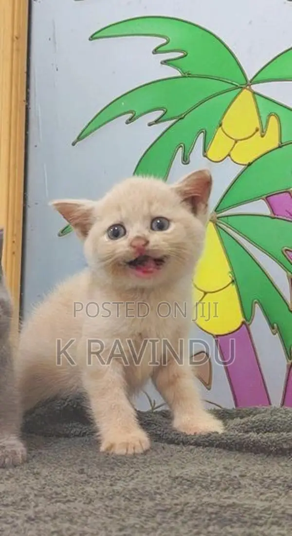 British Short Hair Kitten