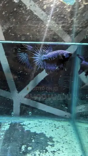 Betta Fish