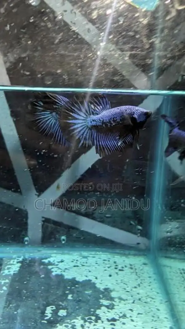 Betta Fish