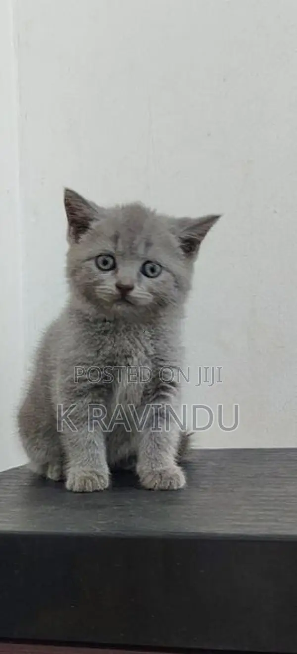 British Short Hair Kitten
