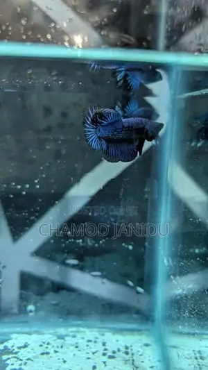 Betta Fish