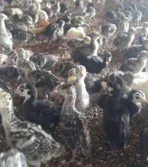 Turkey Chick