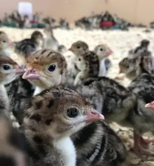 Turkey Chick