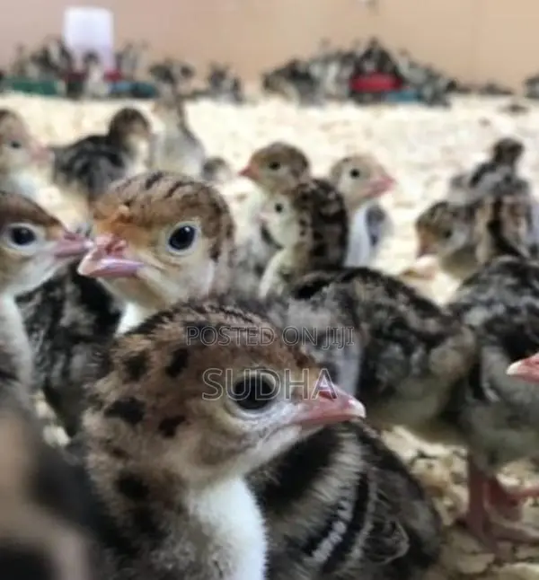 Turkey Chick