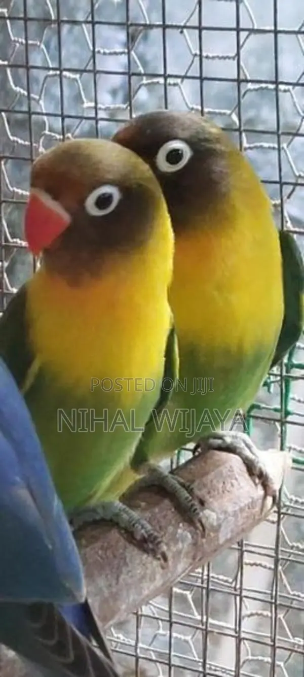 African Birds