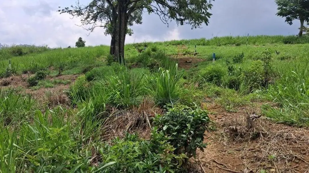 Valuable Land for Sale in Pussellawa