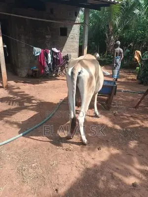 Farm Cow