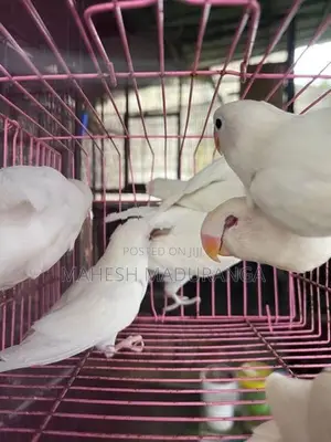 African Blackai Albino Birds