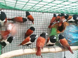 Black Head Finches