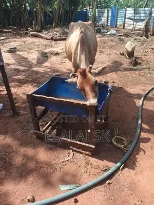 Farm Cow