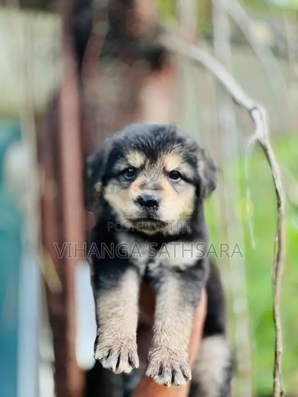 German Shepard Puppies