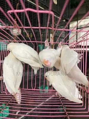 African Blackai Albino Birds