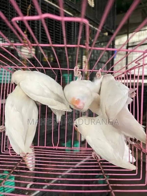 African Blackai Albino Birds