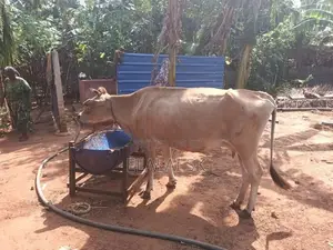 Farm Cow