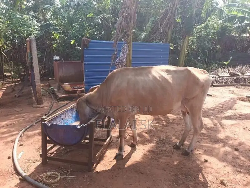 Farm Cow
