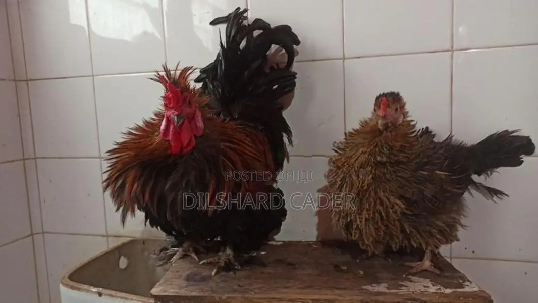 Kappiri Bantam Hen