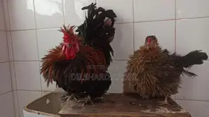 Kappiri Bantam Hen