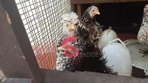 Kappiri Bantam Hen