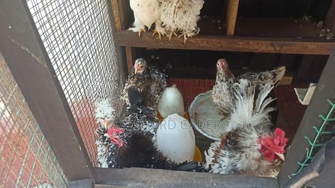 Kappiri Bantam Hen