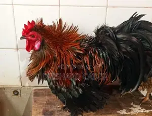 Kappiri Bantam Hen
