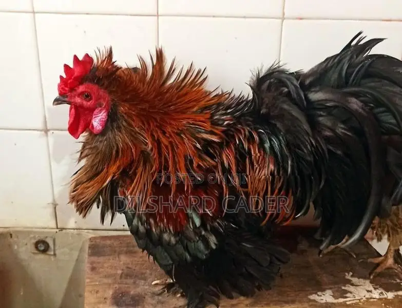 Kappiri Bantam Hen