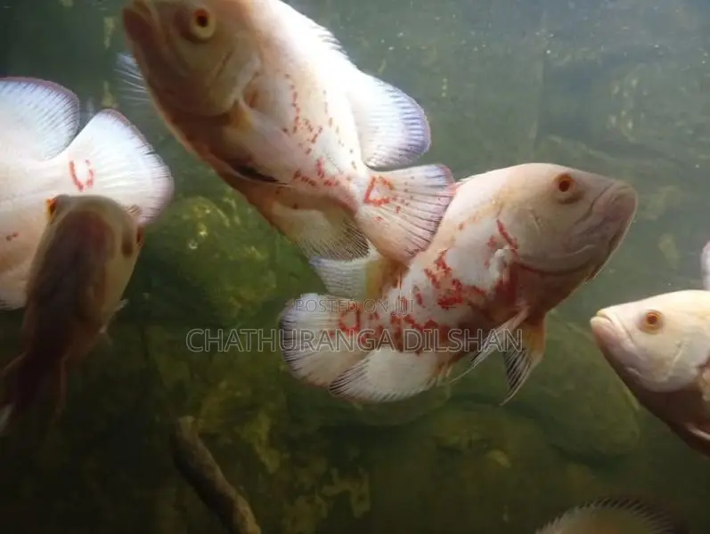 Oscar Fish