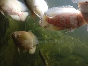 Oscar Fish