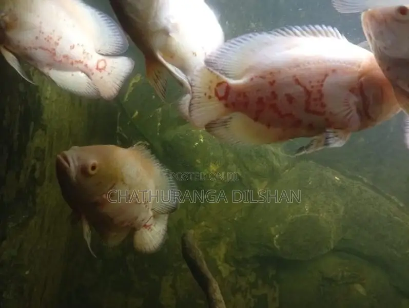 Oscar Fish